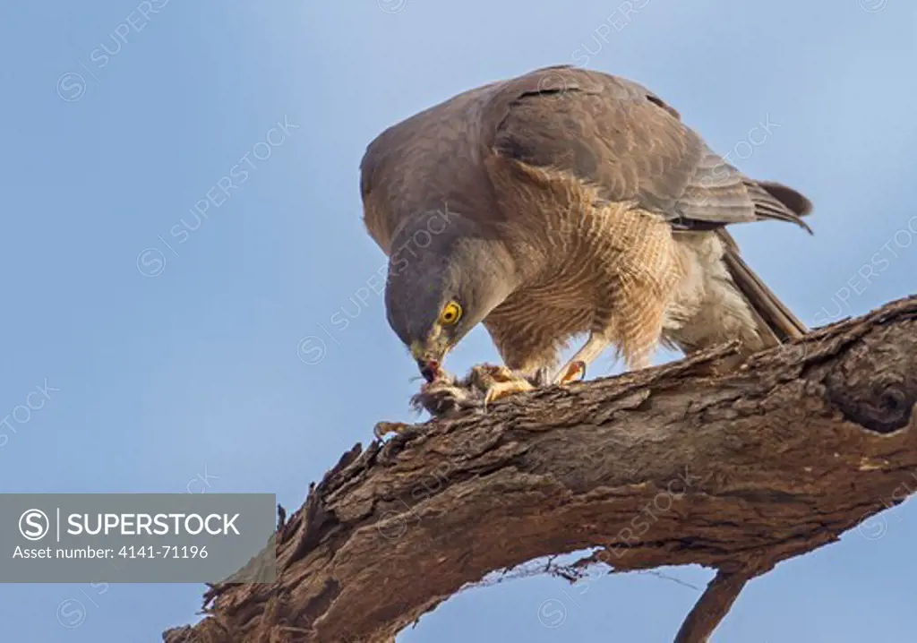 Collared Sparrowhawk (Accipiter cirrhocephalus), Fam. Accipitridae, Female, Mulyangarie Station, South Australia, Australia