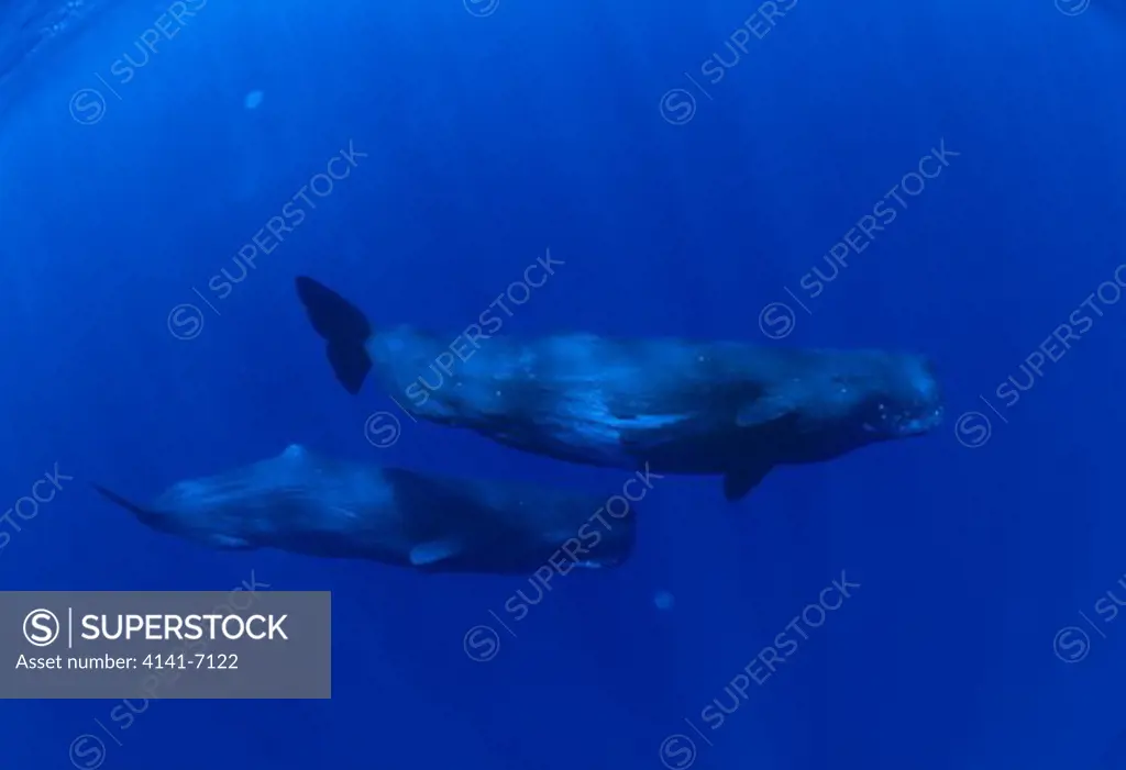 sperm whale physeter macrocephalus ogasawara islands, tokyo, japan. (vulnerable)