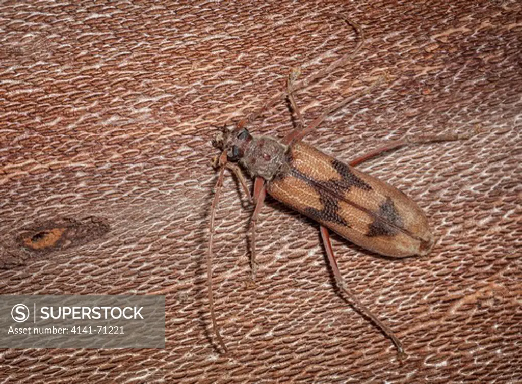 Bullseye Borer (Phoracantha acanthocera). Fam. Cerambycidae (Longicorn Beetles), Subfam. Cerambycinae, Larvae bore into Eucalypts and are considered a pest by the timber industry, Armidale, New South Wales, Australia