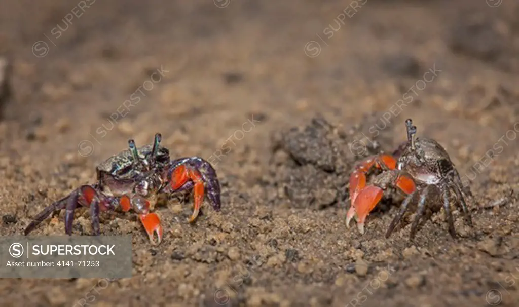 Semaphore Crab (Heloecius cordiformis), Fam. Heloeciidae, sub-adults (orange claws), Bobbin Head, Ku-ring-gai Chase National Park, New South Wales, Australia