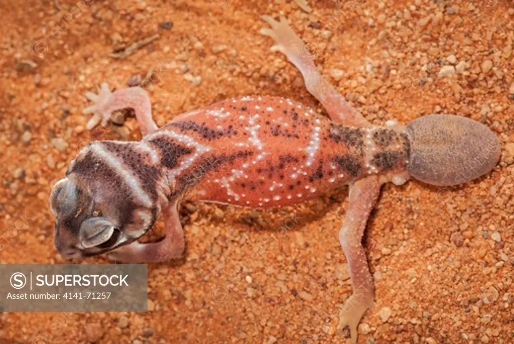 Smooth Knob-tailed Gecko (Nephrurus levis), Fam. Carphodactylidae, The replacement tail does not feature a terminal knob, Mulyangarie Station, South Australia, Australia
