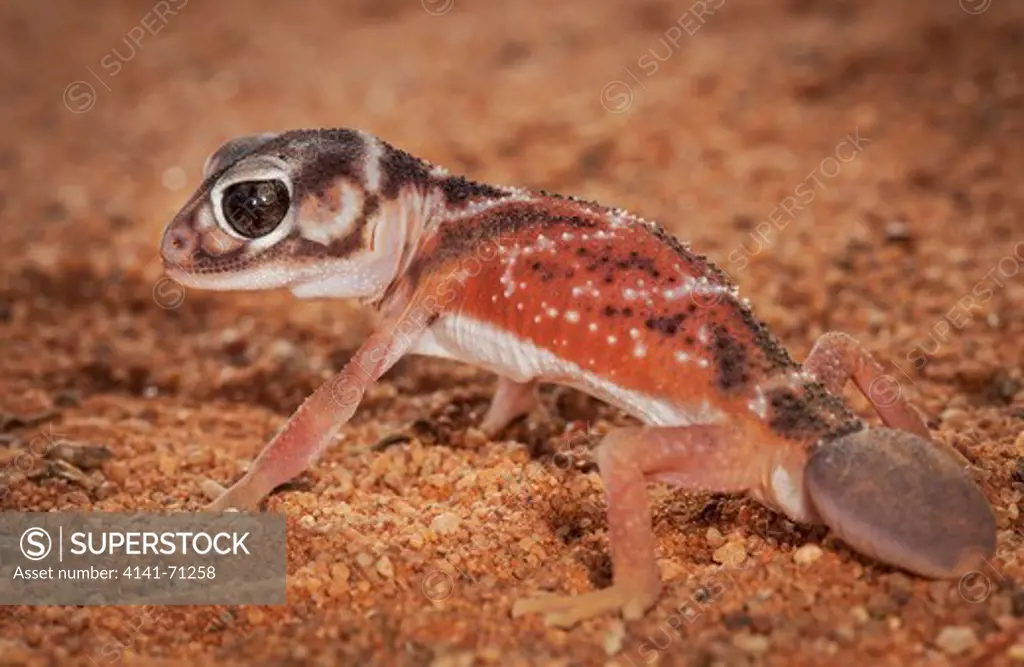 Smooth Knob-tailed Gecko (Nephrurus levis), Fam. Carphodactylidae, The replacement tail does not feature a terminal knob, Mulyangarie Station, South Australia, Australia