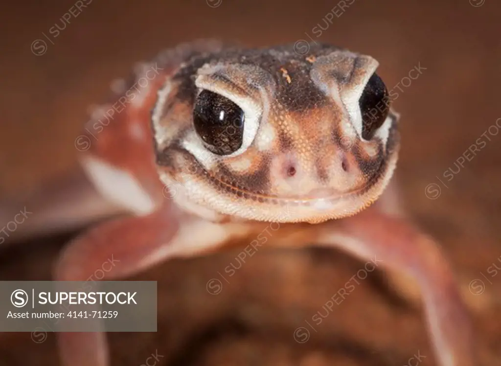 Smooth Knob-tailed Gecko (Nephrurus levis), Fam. Carphodactylidae, Mulyangarie Station, South Australia, Australia