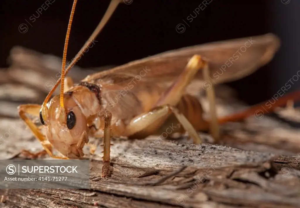 Wood Cricket, Fam. Gryllacrididae, Female, Mulyangarie Station, south Australia, Australia