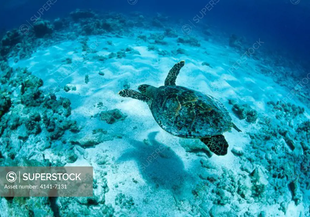 hawksbill turtle eretmochelys imbricata felidhoo atoll, maldives. (critically endangered)