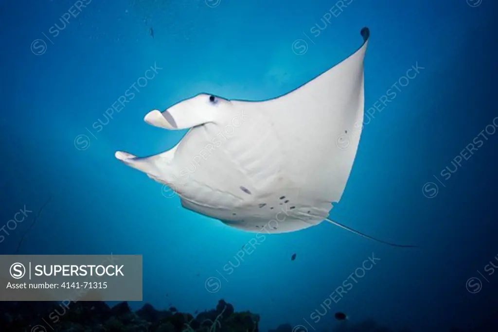 Manta ray is swimming over coral reef, Palau