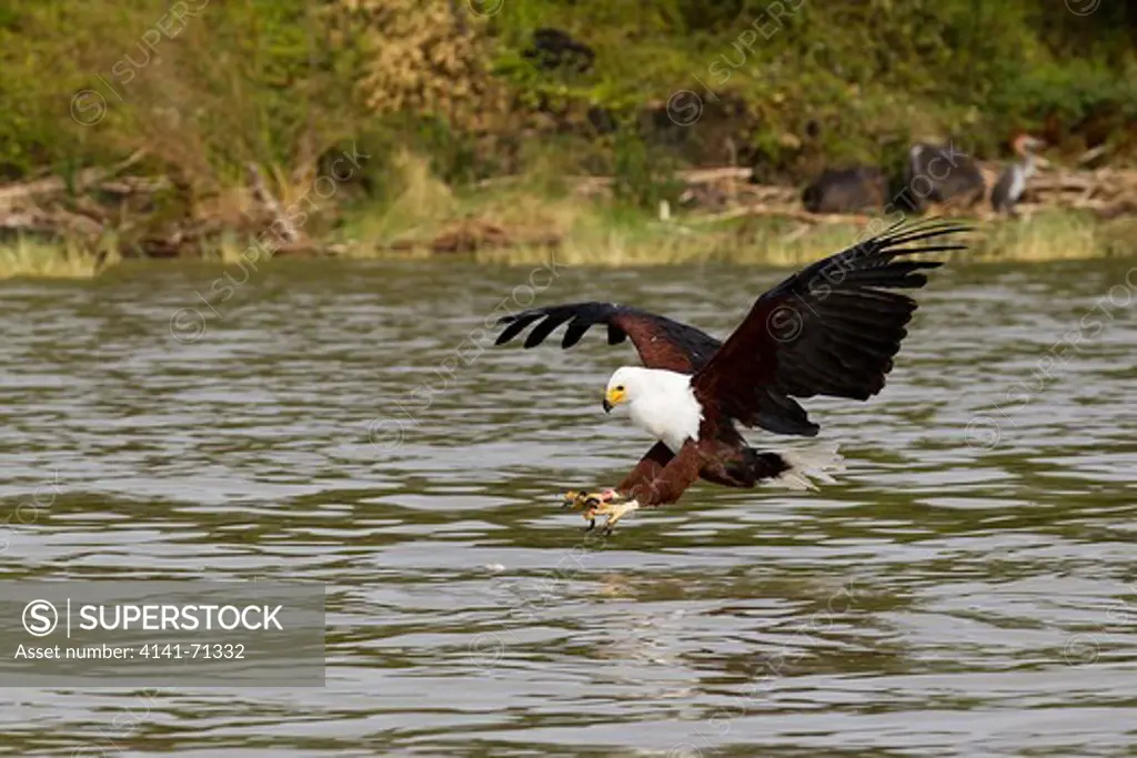 African fish eagle on Lake Baringo 9