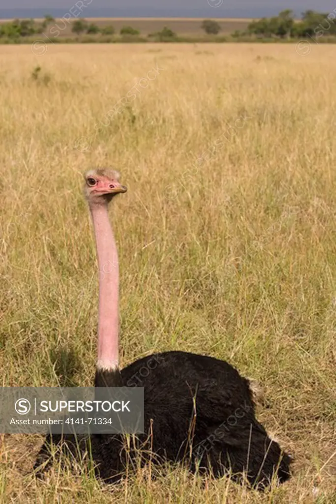 Male ostrich on eggs