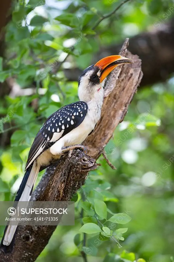 Hornbill in tree