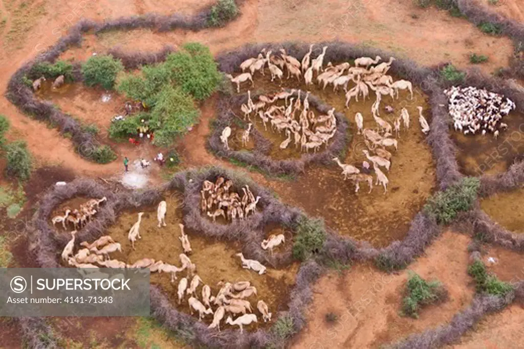 Aerial view of Camels owned by the Rendille people in Northern Kenya