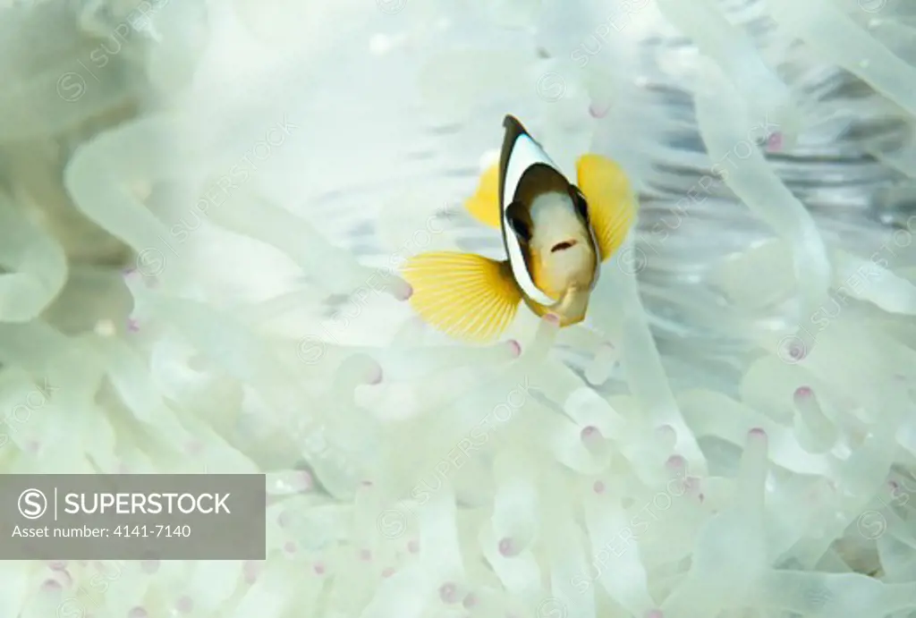 sea anemone entacmaea ramsayi with clownfish amphiprion clarkii hilutungan island, cebu, philippines.