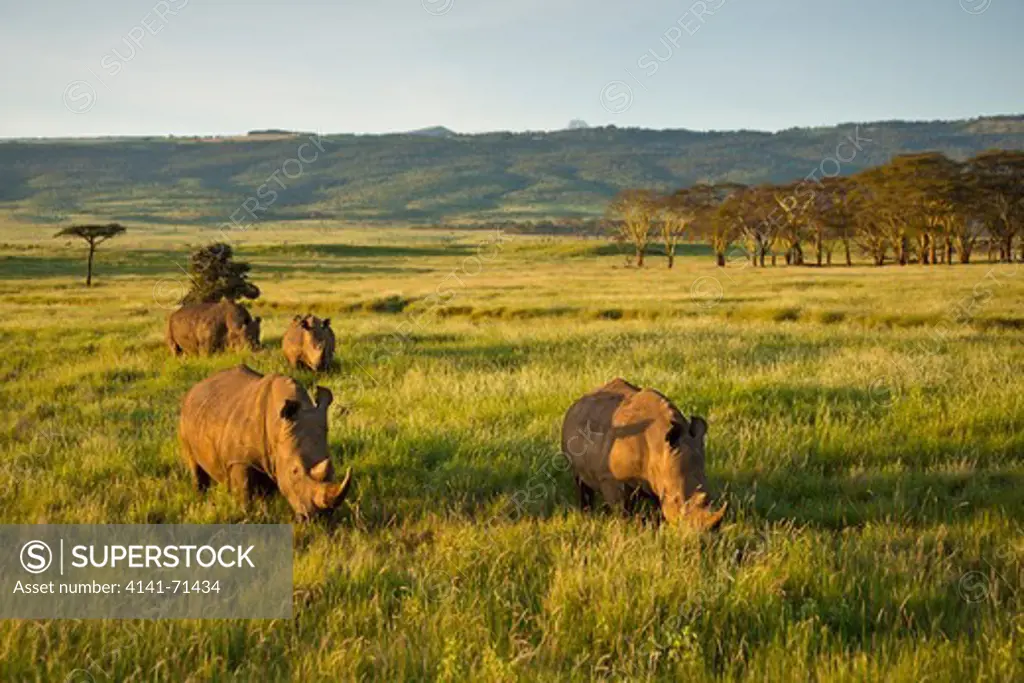 White Rhinoceros (Ceratotherium simum). Kenya