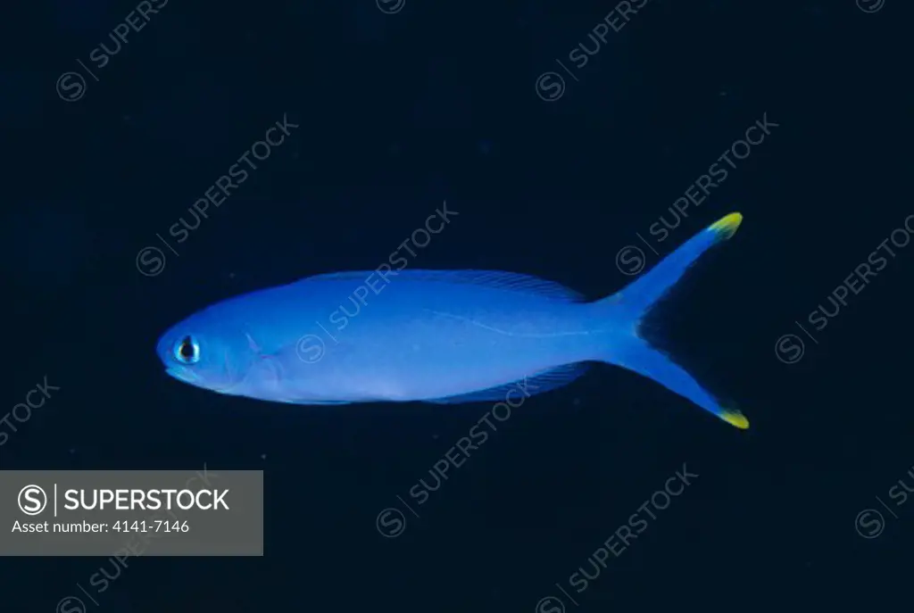 starck's tilefish hoplolatilus starcki republic of palau, north pacific ocean.