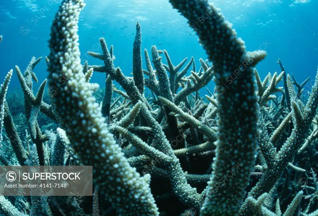 coral acropora nobilis iriomote island, okinawa, japan.
