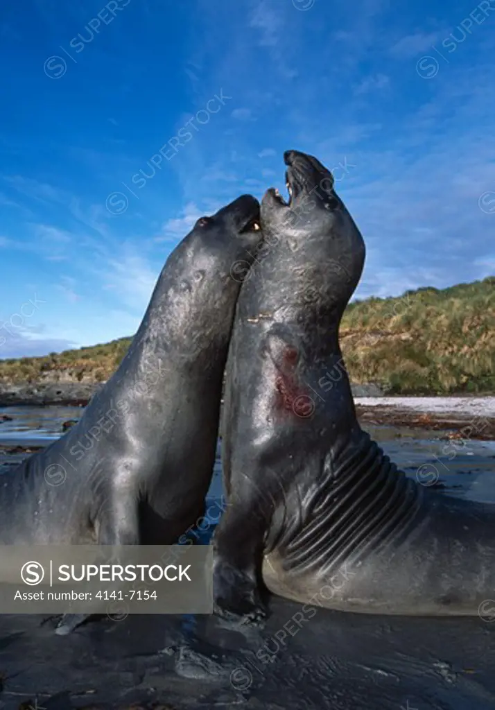 southern elephant seal males fighting mirouga leonia falkland islands, uk.