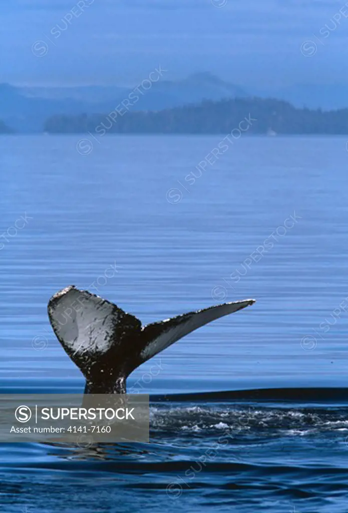 humpback whale tail fluke megaptera novaeangliae glacier bay national park, alaska. (vulnerable)