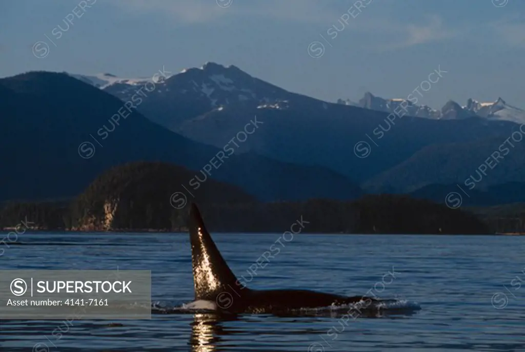killer whale male orcinus orca glacier bay national park, alaska.