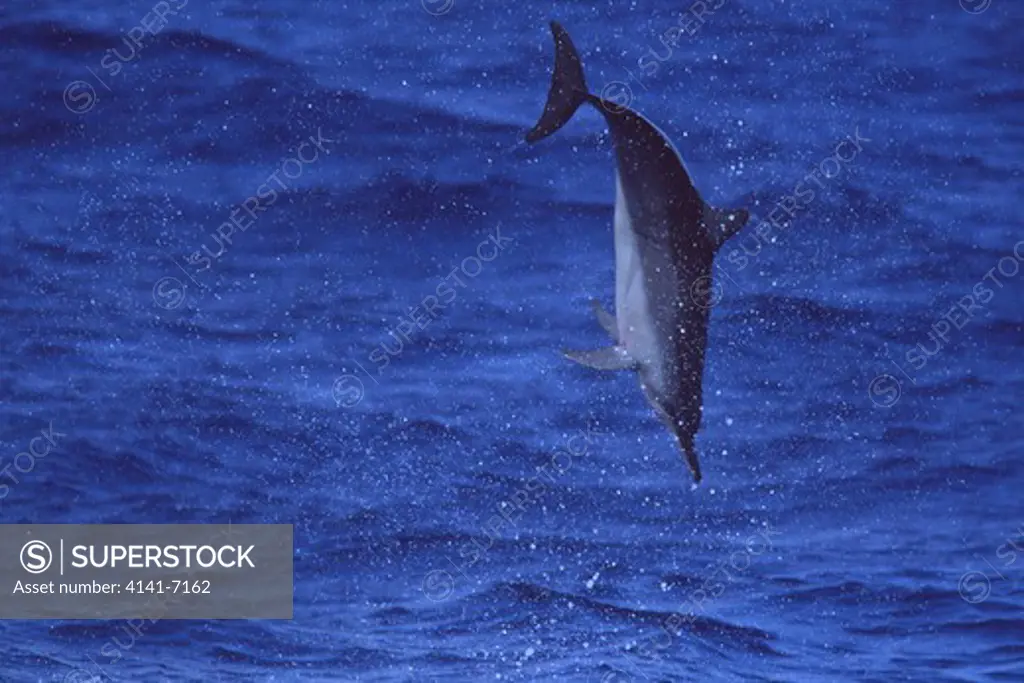 spinner dolphin leaping stenella longirostris ogasawara islands, tokyo state, japan