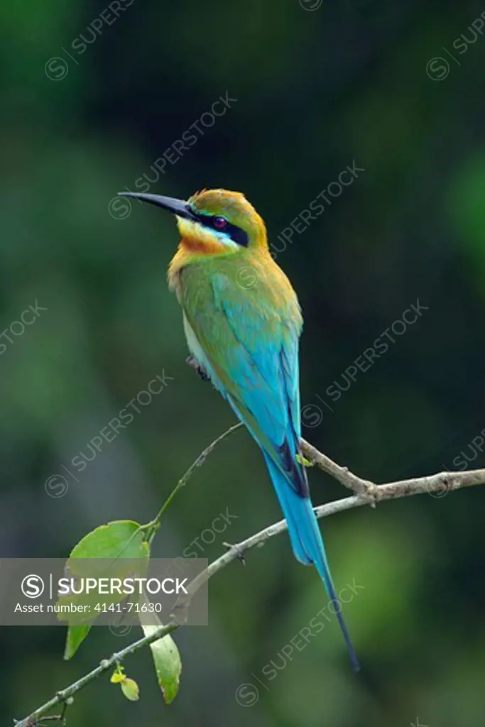 Blue-tailed Bee-eater Merops phillipinus
