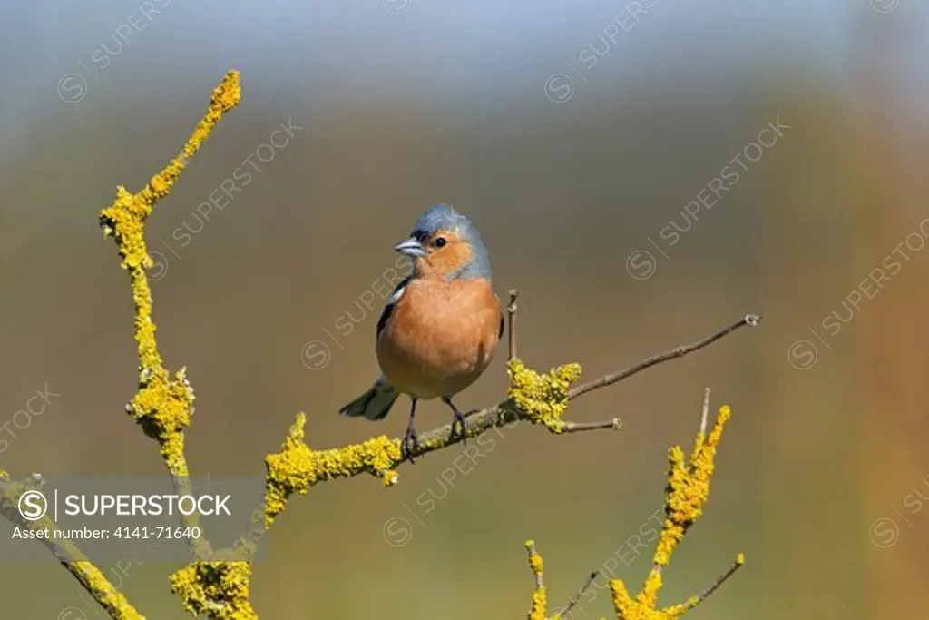 Chaffinch Fringilla coelebs Male in spring