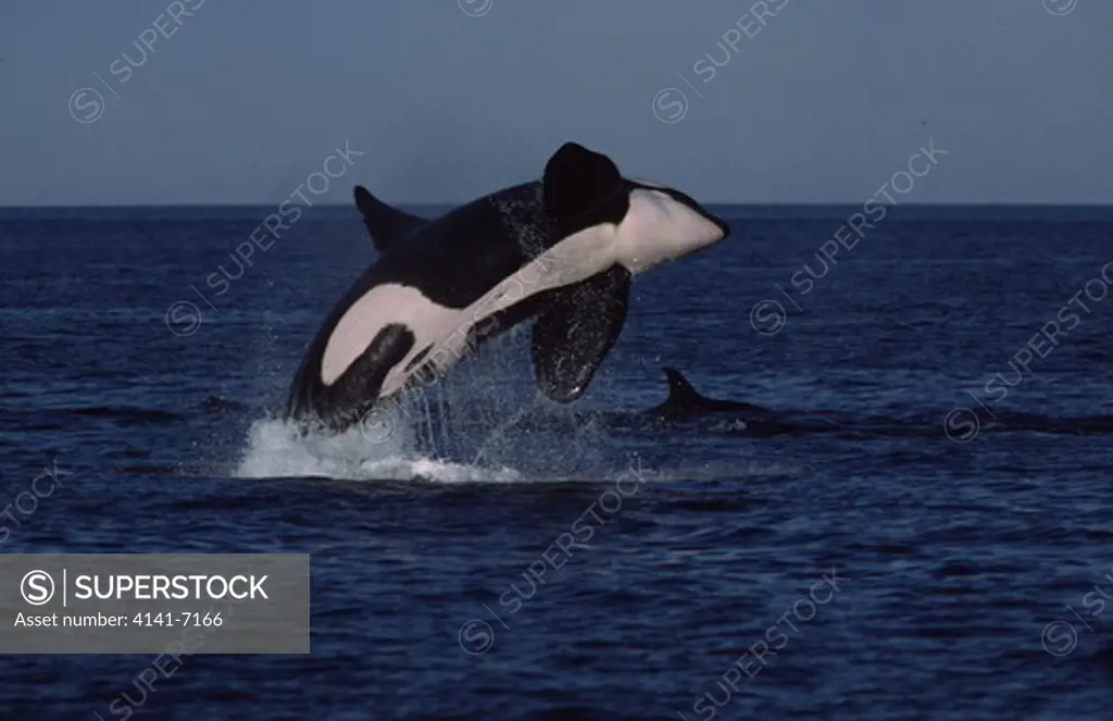 killer whale leaping orcinus orca la paz, baja california south, mexico