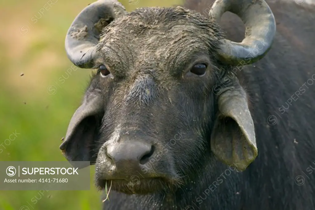 Domestic Asian Water buffalo Bubalus bubalus