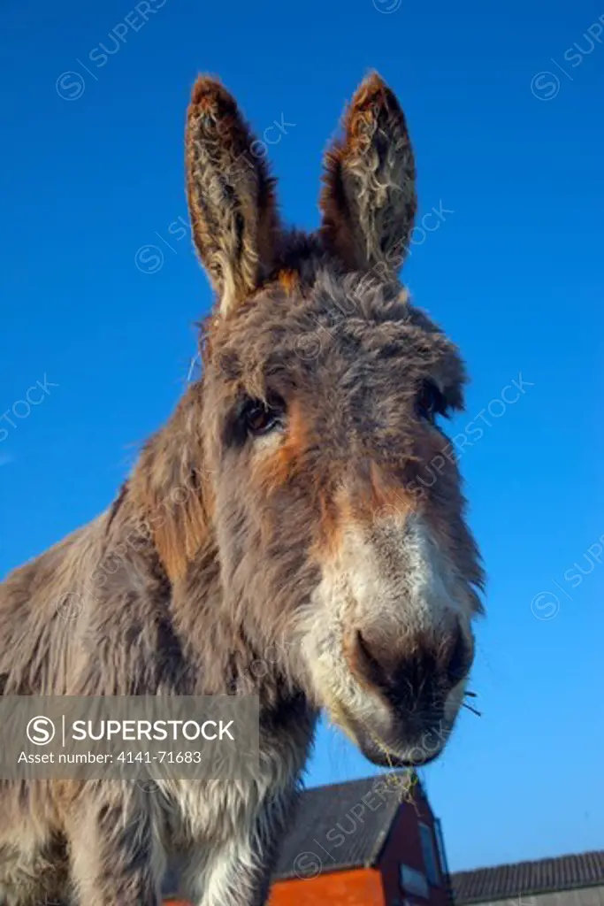 Donkey on Norfolk Farm in winter
