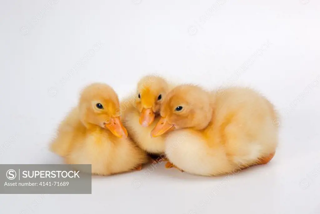 Newly Hatched Ducklings