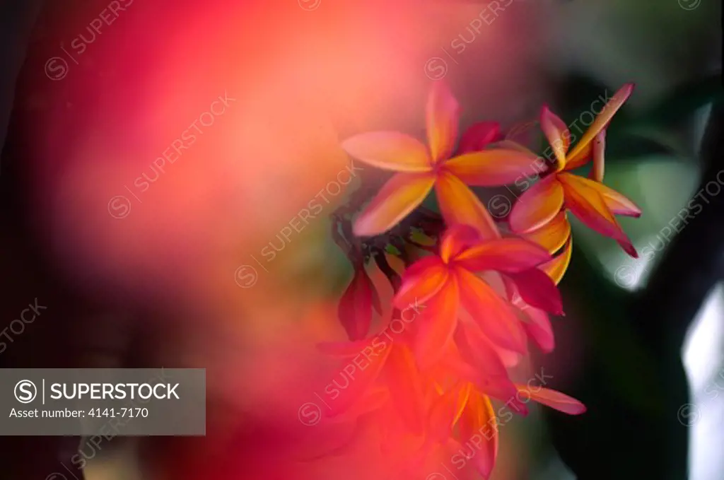frangipani flowers plumeria sp. new caledonia, south pacific