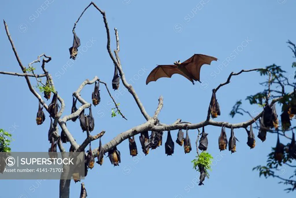 Fruit Bat or Flying Foxes Pteropus giganteus