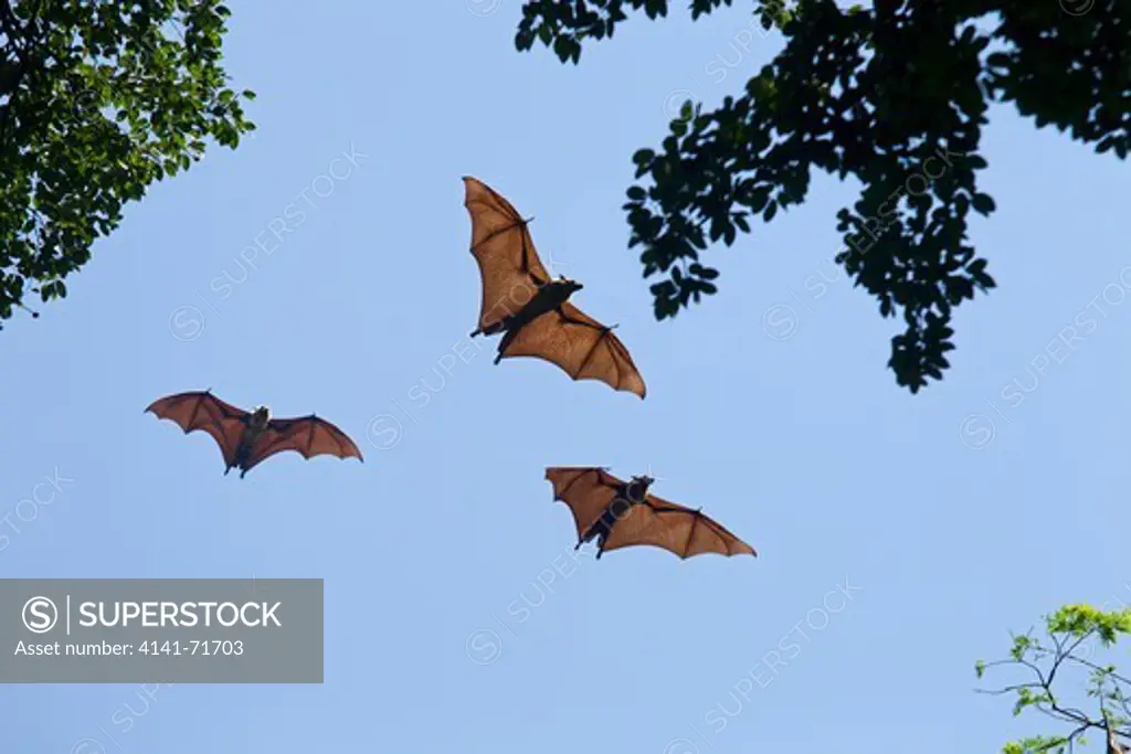 Fruit Bat or Flying Foxes Pteropus giganteus