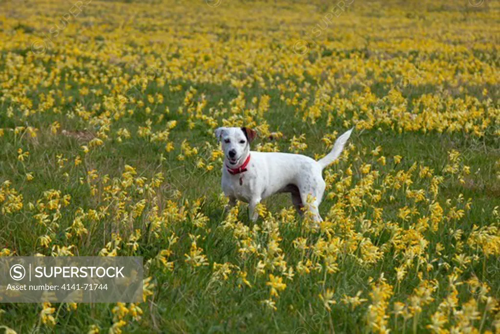 Jack Russell Terrier in Cowslips Primula veris on organic farm Norfolk