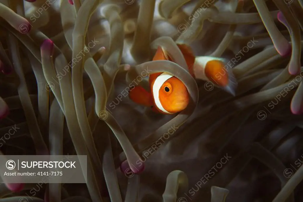 western clown-anemonefish amphiprion ocellaris amami-oshima island, kagoshima, japan
