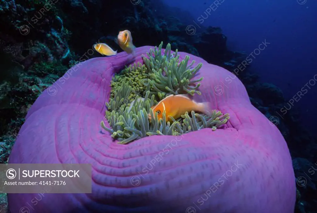pink anemonefish on anemone amphiprion perideraion palau, south pacific