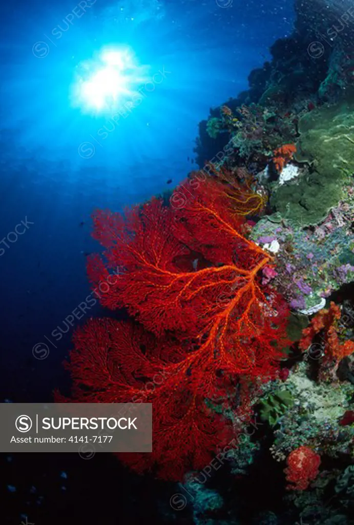 soft coral wrightella tongaensis palau, south pacific