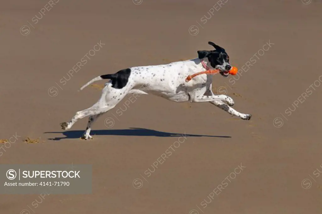 Yellow Labrador running along Norfolk beach