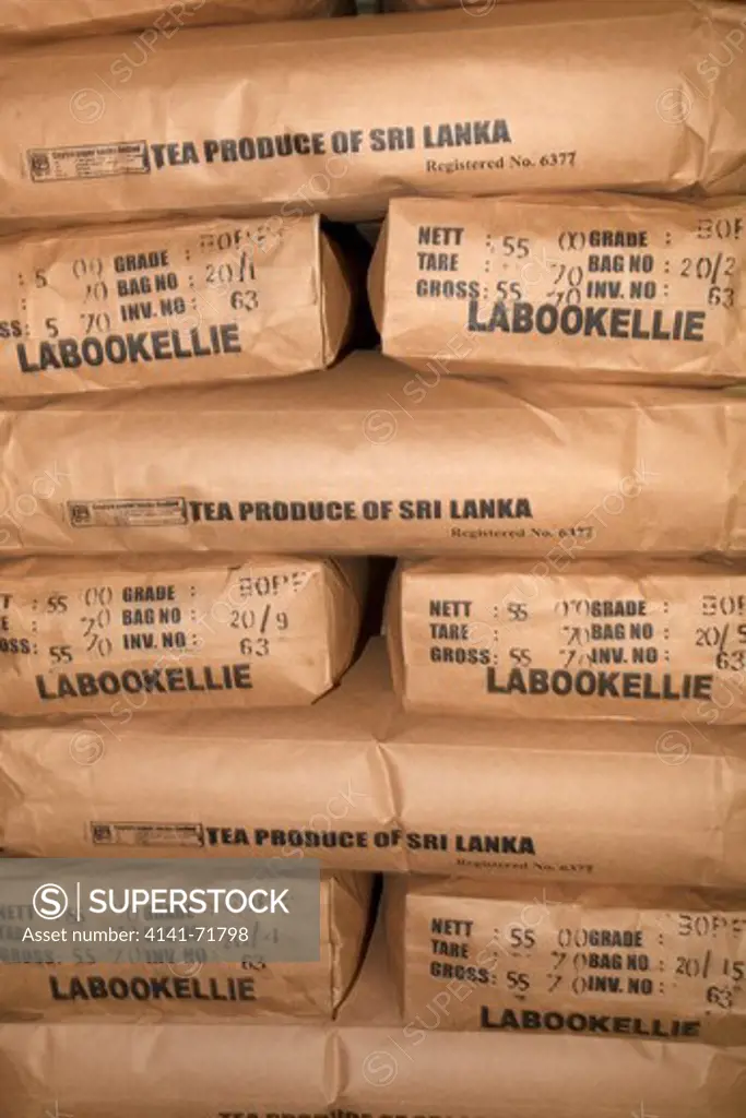 Tea Camellia sinensis processed in bags at factory Sri Lanka March