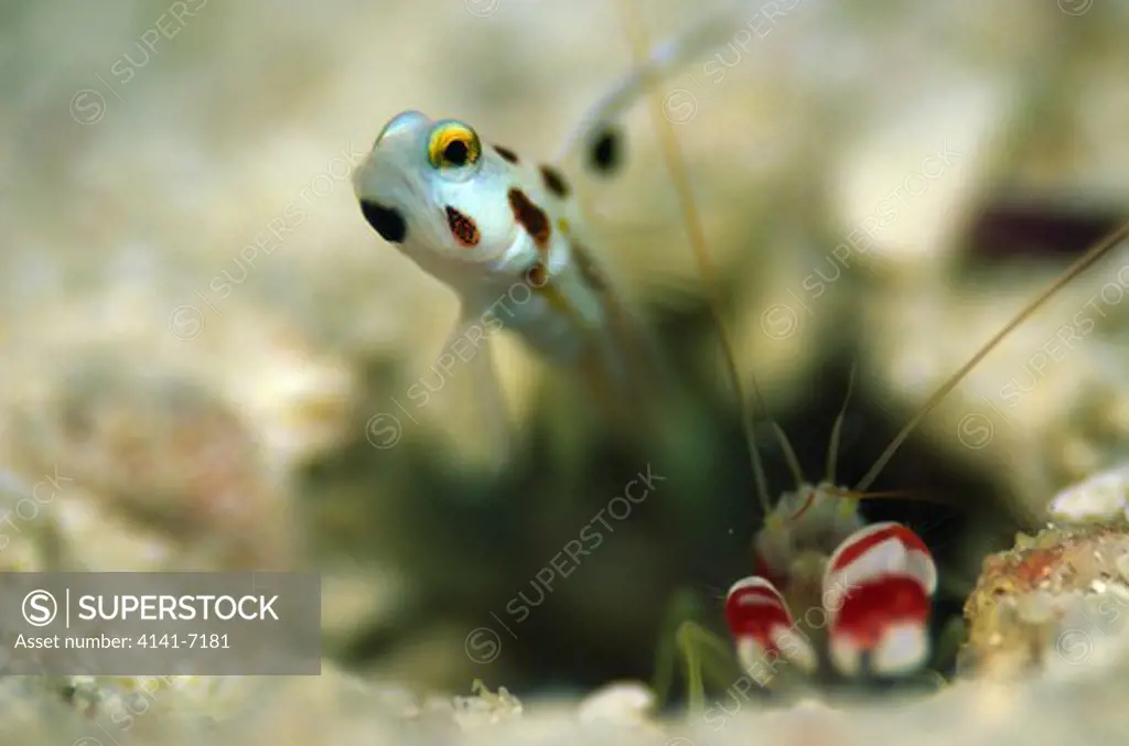 white-rayed shrimpgoby stonogobiops sp. kerama islands, okinawa, japan