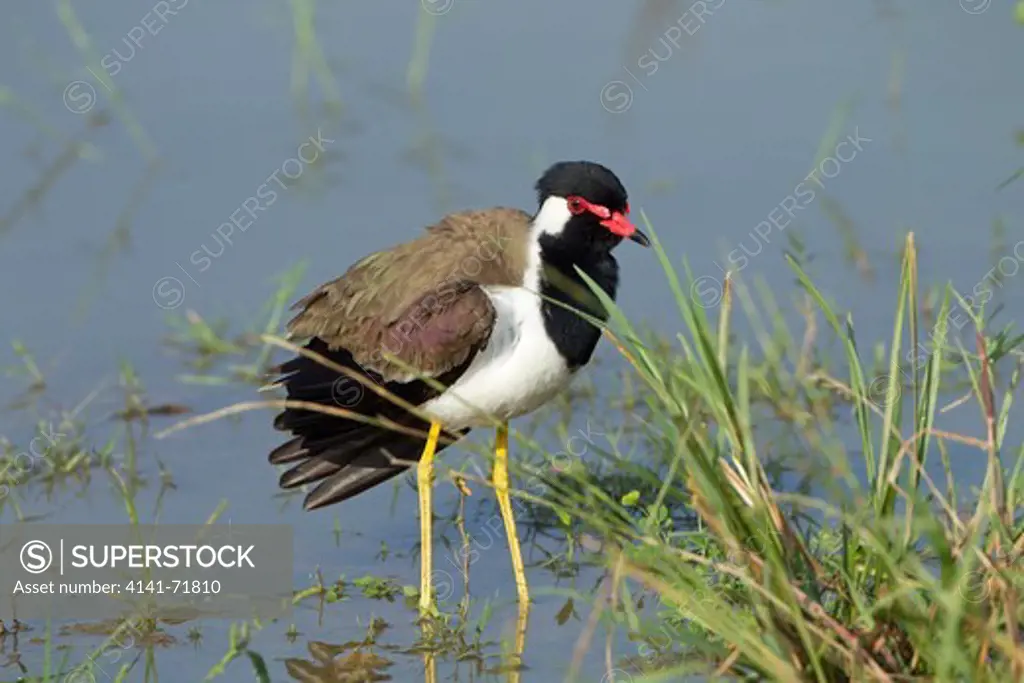 Red wattled Plover Vanellus indicus feeding by water