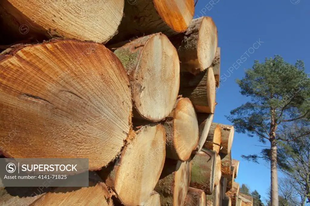 Scots Pines Pinus sylvestris log stack Norfolk
