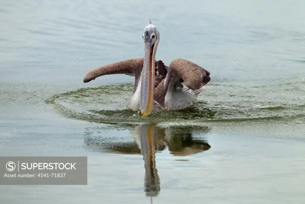 Spot-billed Pelican Pelecanus philippensis