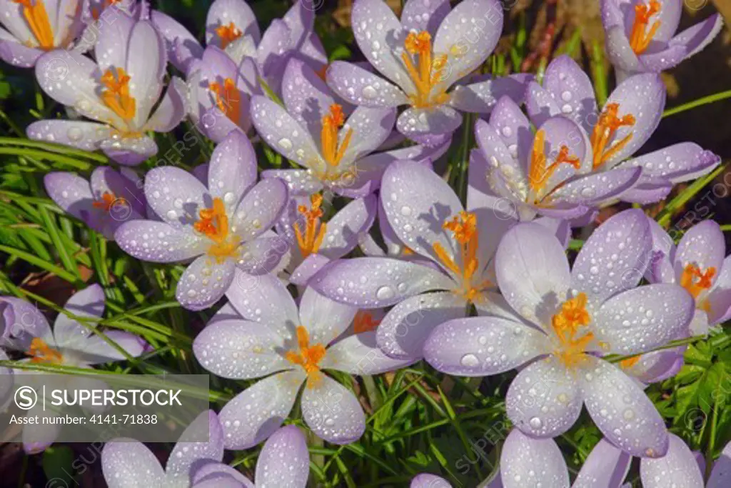 Spring Crocus in early morning dew