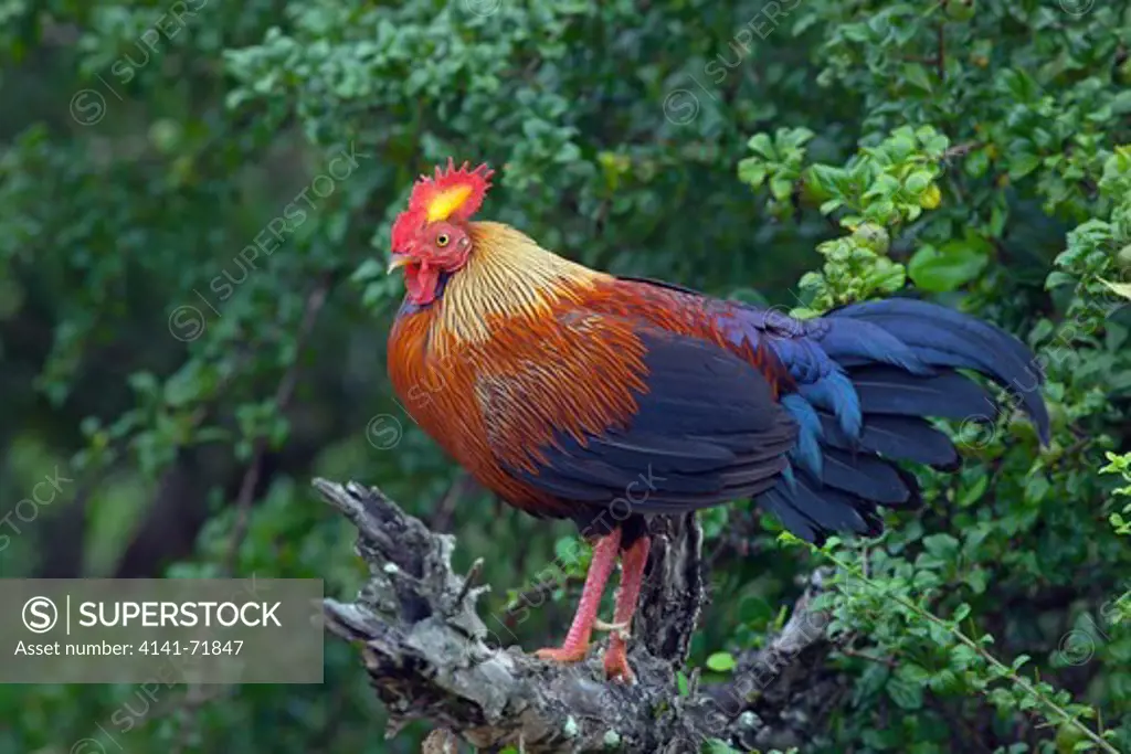 Sri Lanka Jungle Fowl Gallus lafayetii