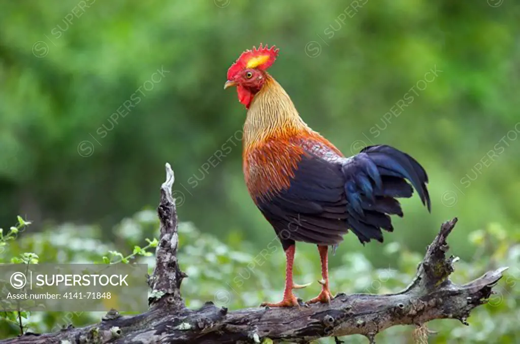 Sri Lanka Jungle Fowl Gallus lafayetii