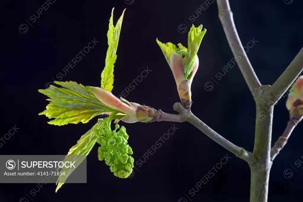 Sycamore Acer pseudoplatanus New Leaves & Buds
