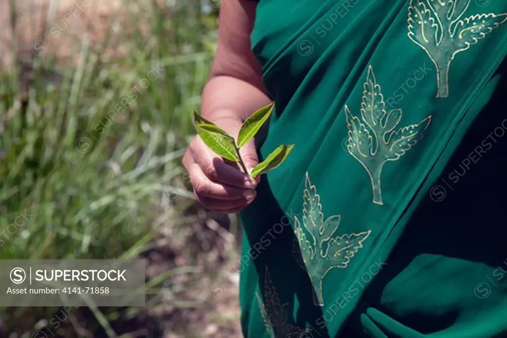 Tea Camellia sinensis leaves ready for Harvesting  Sri Lanka March