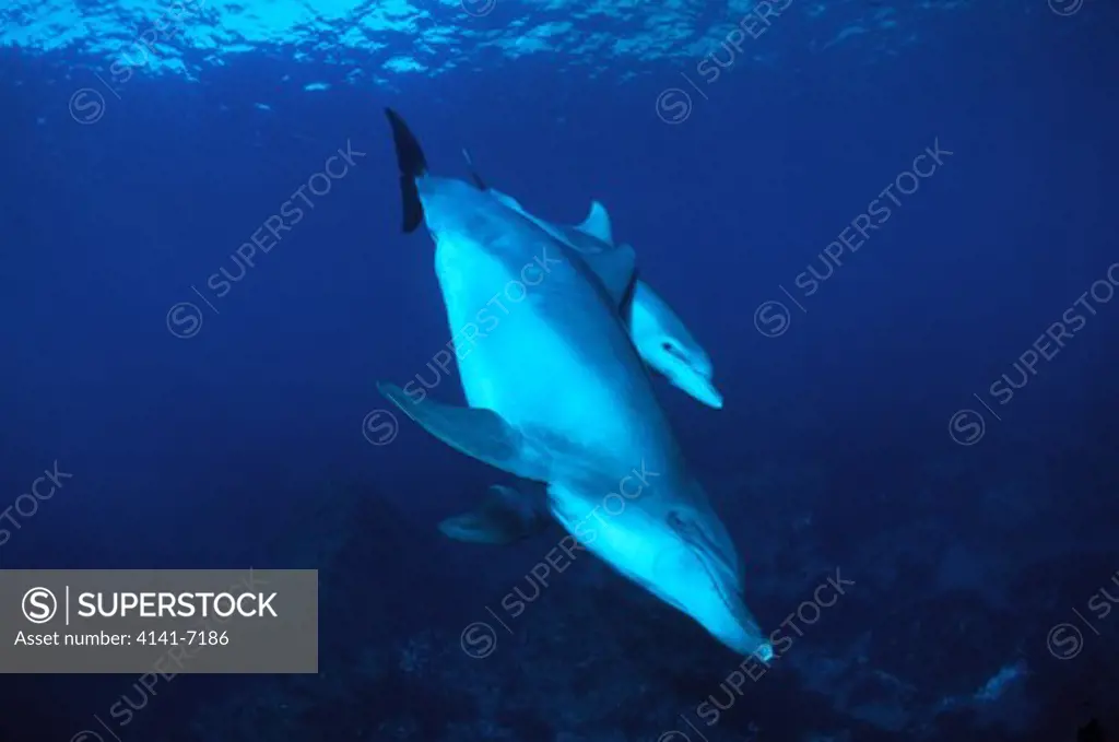 bottlenose dolphins tursiops truncatus two swimming underwater toshima island, tokyo state, japan