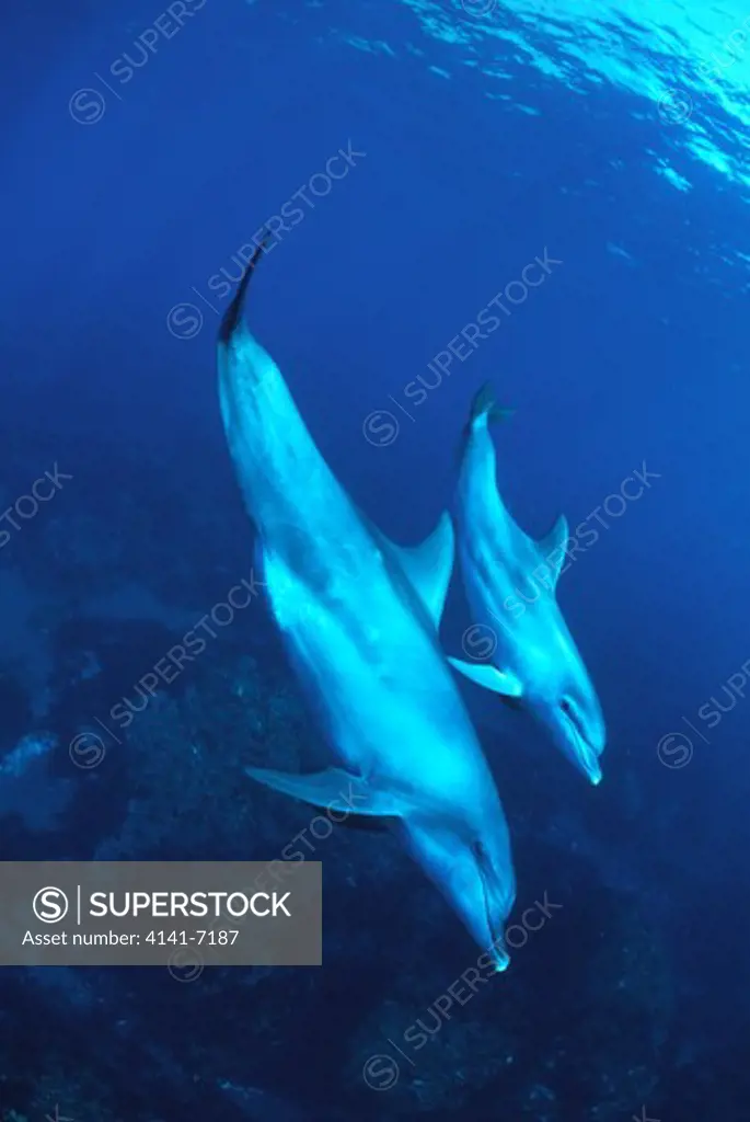 bottlenose dolphins tursiops truncatus two swimming underwater toshima island, tokyo state, japan