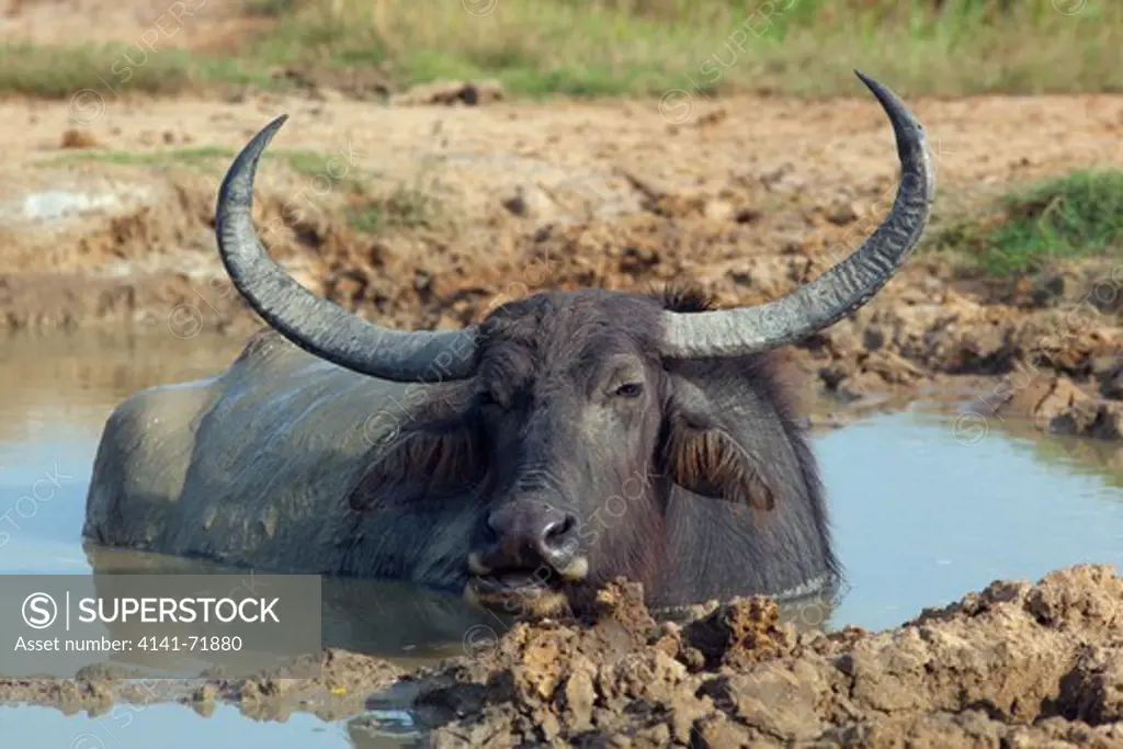 wild water buffalo Bubalus arnee