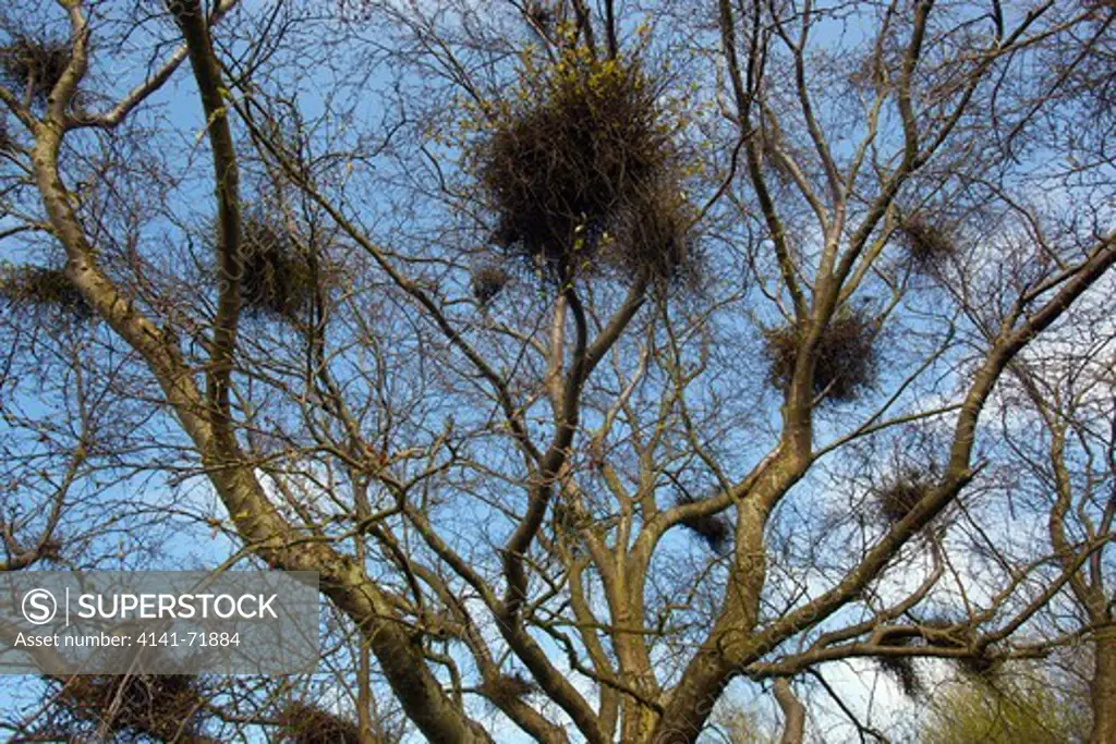 Witches Broom desease on Silver Birch Tree Spring Norfolk